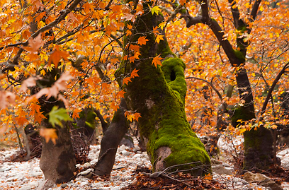 עצי דולב בשלכת היוונית (צילומים: דובי טל, אלבטרוס) (צילום: דובי טל, אלבטרוס) (צילום: דובי טל, אלבטרוס)