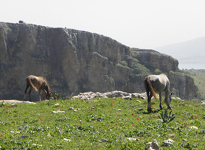 צילום: דר' ירון זפרן צילום: דר' ירון זפרן