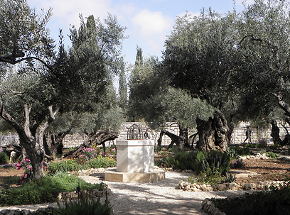 העתיקים ביותר בארץ. עצי הזית של גת שמנים (צילום: ירון זפרן) (צילום: ירון זפרן)