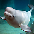 Beluga whale