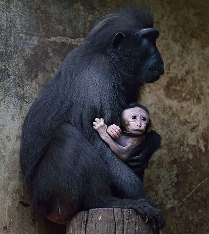 צילום: טיבור יגר, ספארי ר"ג צילום: טיבור יגר, ספארי ר"ג
