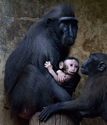 צילום: טיבור יגר, ספארי ר"ג צילום: טיבור יגר, ספארי ר"ג