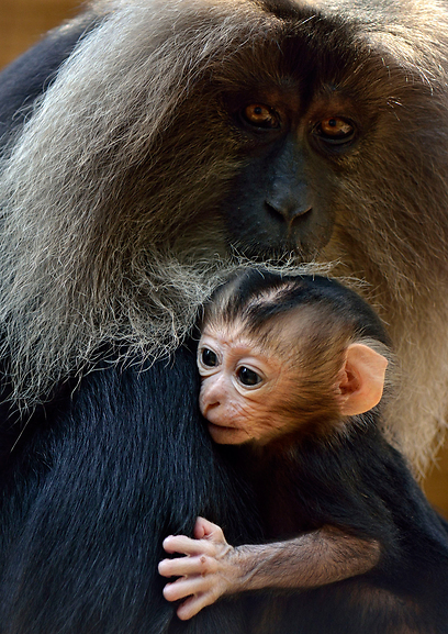 צילום: טיבור יגר, ספארי ר"ג צילום: טיבור יגר, ספארי ר"ג