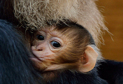 צילום: טיבור יגר, ספארי ר"ג צילום: טיבור יגר, ספארי ר"ג