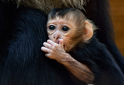 צילום: טיבור יגר, ספארי ר"ג צילום: טיבור יגר, ספארי ר"ג