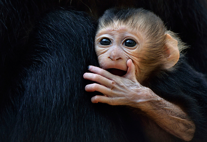 צילום: טיבור יגר, ספארי ר"ג צילום: טיבור יגר, ספארי ר"ג