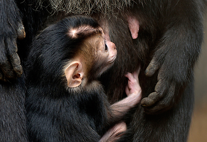צילום: טיבור יגר, ספארי ר"ג צילום: טיבור יגר, ספארי ר"ג
