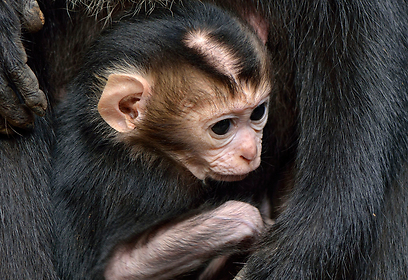 צילום: טיבור יגר, ספארי ר"ג צילום: טיבור יגר, ספארי ר"ג