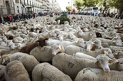 אלפי הכבשים במדריד. פעו את דרכן ברחובות היוקרתיים (צילום: AFP) (צילום: AFP)