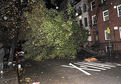 עץ קורס באזור אורבני לא ימנע מבוחרים להגיע לקלפי. ניו יורק (צילום: AP) (צילום: AP)