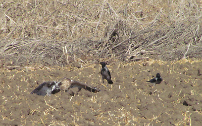 צילום: דודו ראב"ד צילום: דודו ראב"ד