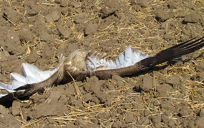 צילום: דודו ראב"ד צילום: דודו ראב"ד