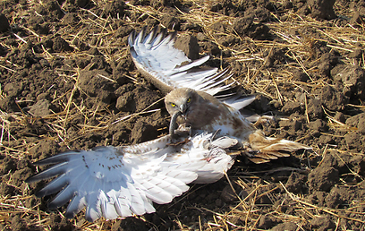 צילום: דודו ראב"ד צילום: דודו ראב"ד
