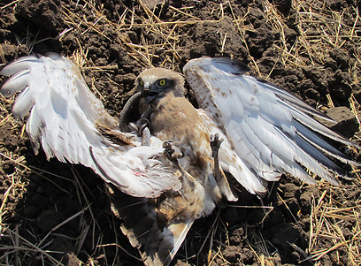 צילום: דודו ראב"ד צילום: דודו ראב"ד