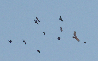 צילום: דודו ראב"ד צילום: דודו ראב"ד