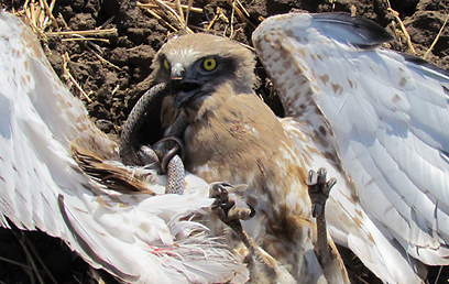 צילום: דודו ראב"ד צילום: דודו ראב"ד