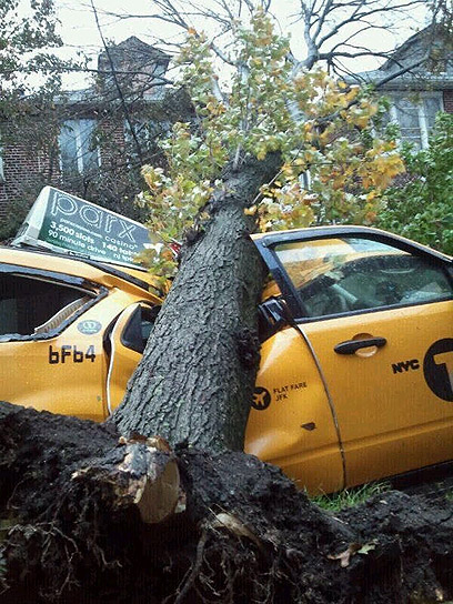 Fallen tree in New York (Photo: Yishai Sharabani)