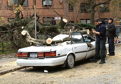 עץ שקרס על מכונית בקווינס (צילום: אבי גרוס) (צילום: אבי גרוס)