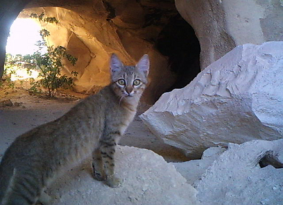חתול בר במערת גן לאומי בית גוברין (צילום: אורי קייזר ושרון טל, רשות הטבע והגנים) (צילום: באדיבות רשות הטבע והגנים) (צילום: באדיבות רשות הטבע והגנים)