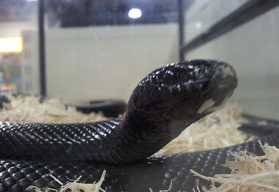 צילום: ארז ארליכמן