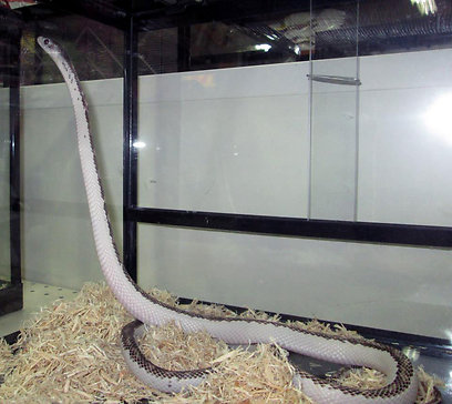 צילום: ארז ארליכמן