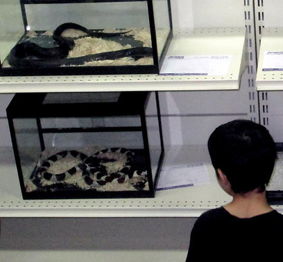 צילום: ארז ארליכמן