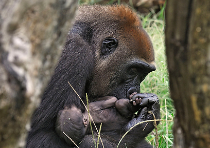 צילום: טיבור יגר, ספארי ר"ג
