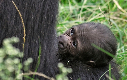צילום: טיבור יגר, ספארי ר"ג