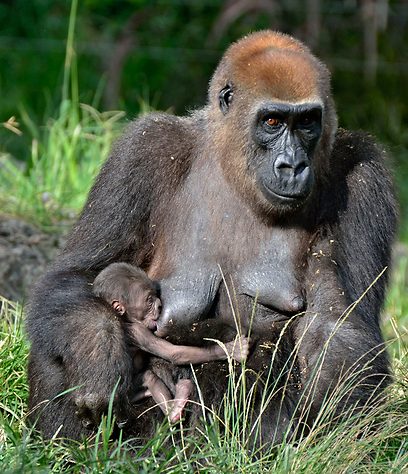 צילום: טיבור יגר, ספארי ר"ג