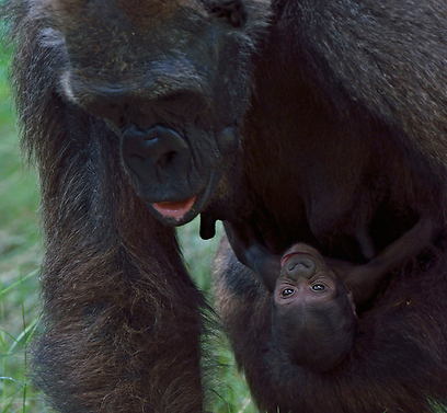צילום: טיבור יגר,  ספארי ר''ג