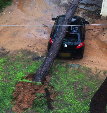 עץ שקרס על רכב בהרצליה (צילום: טל מנחם) (צילום: טל מנחם)