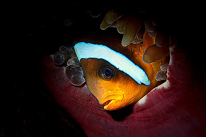 צילום: דני וינברג