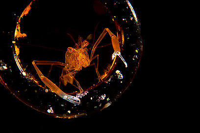 צילום: דני וינברג