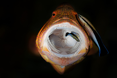 צילום: דני וינברג