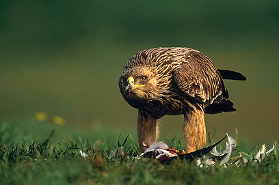 צילום: יוסי אשבול
