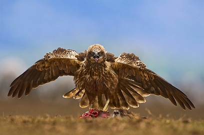 צילום: יוסי אשבול