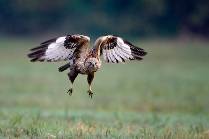 צילום: יוסי אשבול