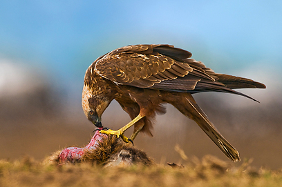 צילום: יוסי אשבול