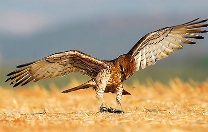 צילום: יוסי אשבול