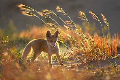 צילום: יוסי אשבול
