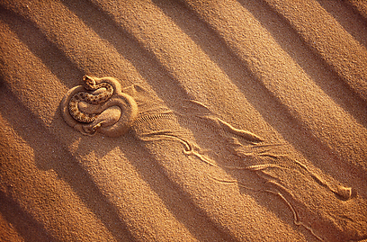 צילום: יוסי אשבול