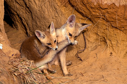צילום: יוסי אשבול
