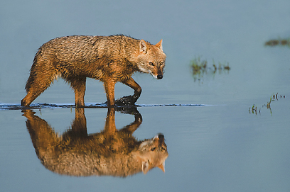 צילום: יוסי אשבול