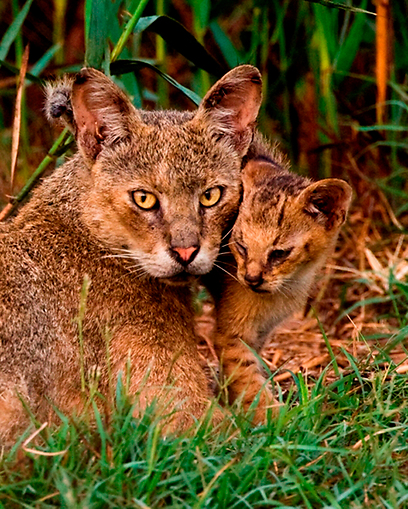 צילום: יוסי אשבול