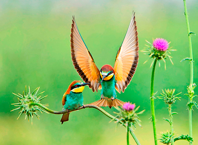 צילום: יוסי אשבול