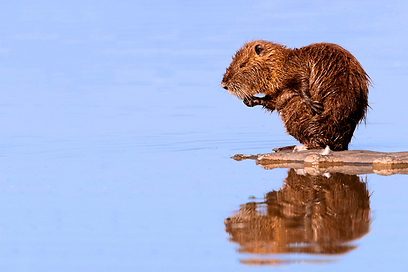 צילום: יוסי אשבול