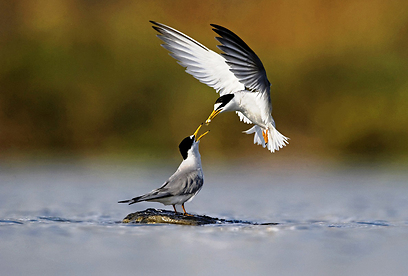 צילום: יוסי אשבול