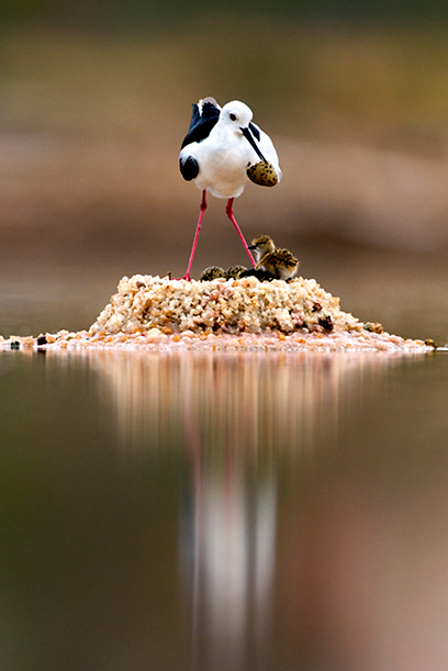 צילום: יוסי אשבול