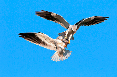 צילום: יוסי אשבול