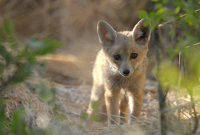 צילום:  אלכס גייפמן